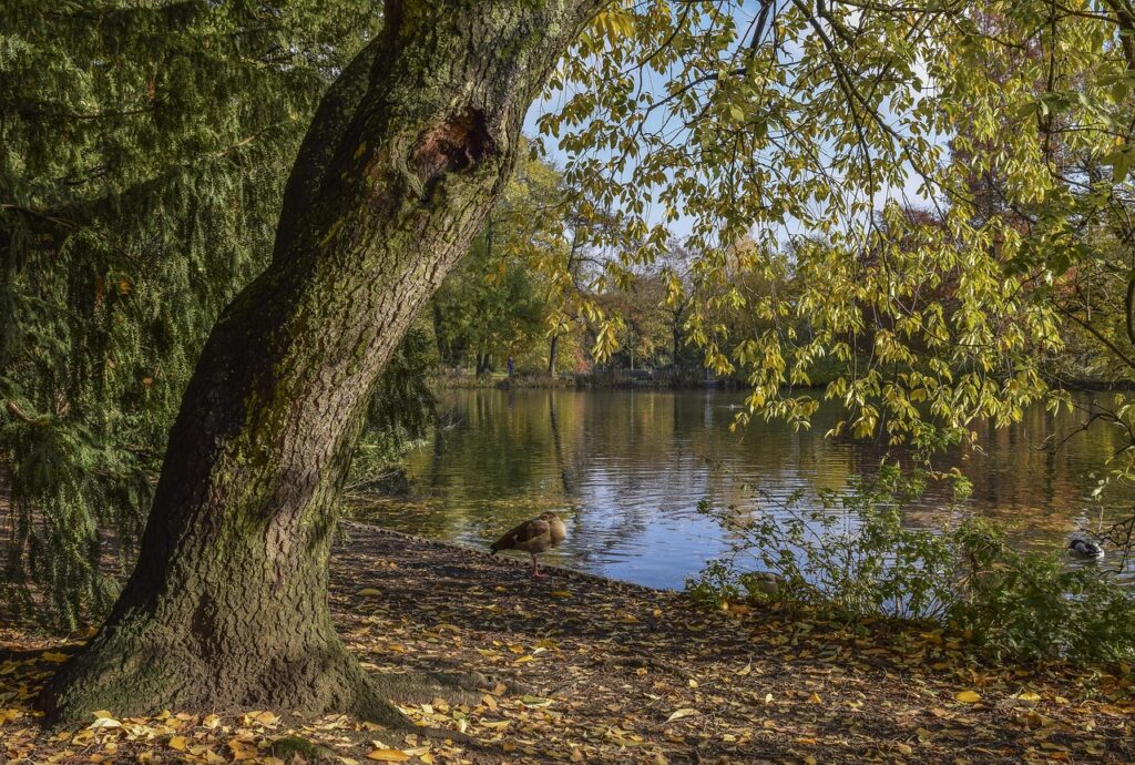 Angebote - Coachingwanderung 1 Eine Coachingwanderung in Schleswig Holstein in der Nähe von Mölln. Um deine innere Balance wiederzufinden.